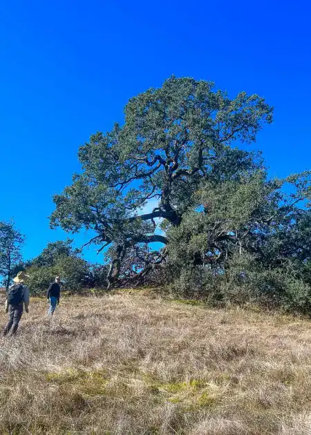 Ancient oak tree with sprawling branches in a scenic natural setting under a clear blue sky.