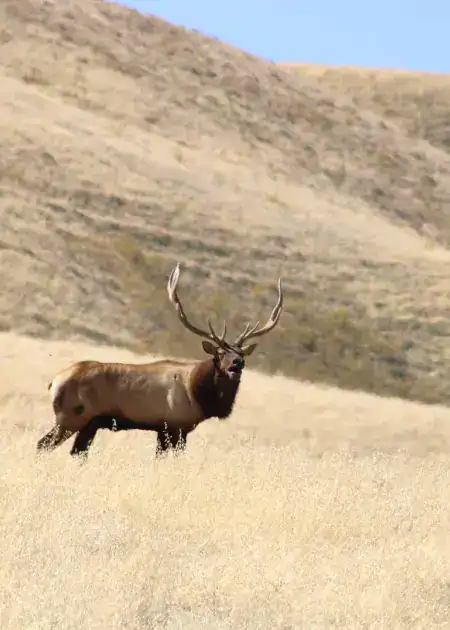 Tule Elk Carolina Ruiz