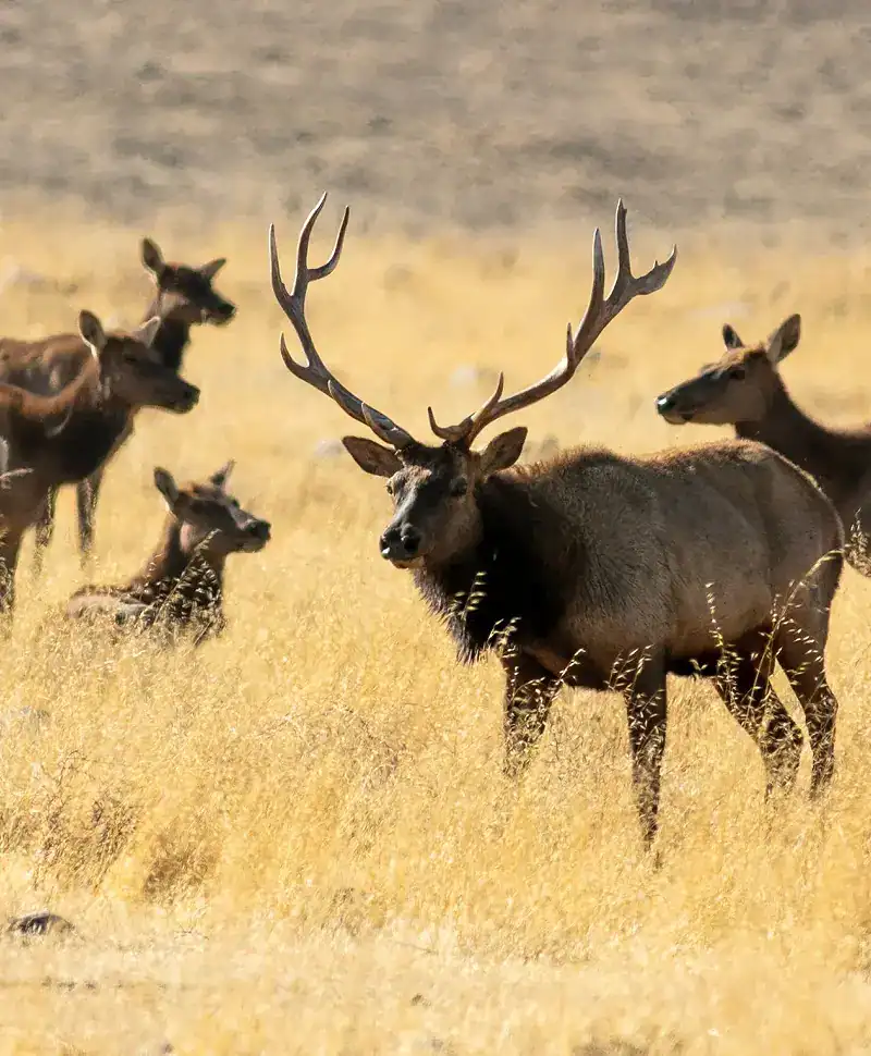 Majestic elk with large antlers in a grassy field during daytime.