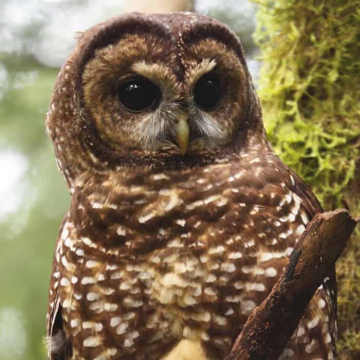 Close-up of a barred owl perched on a tree branch in a forest setting.