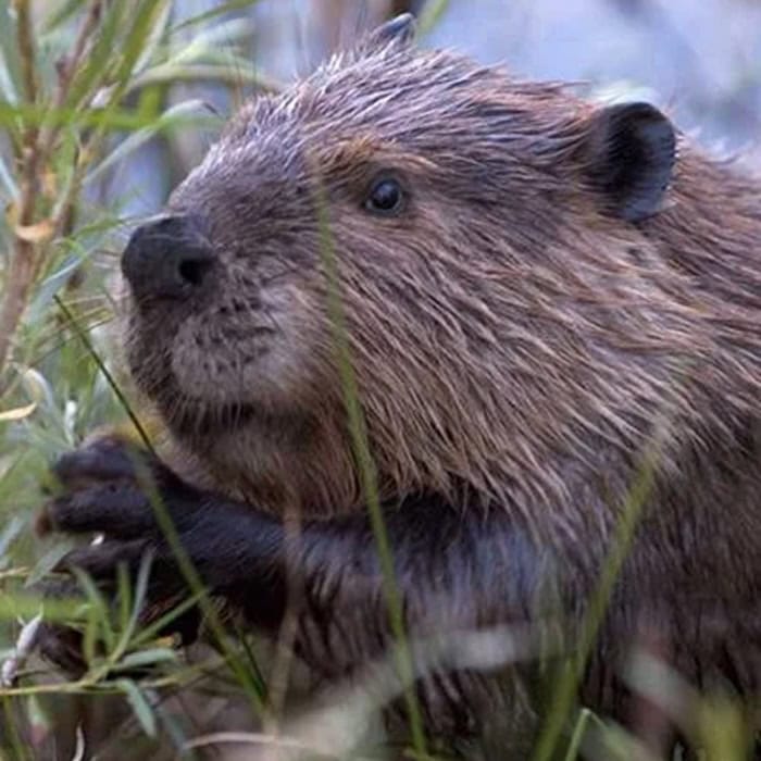 Close-up of an otter in natural habitat for wildlife conservation.
