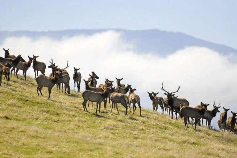 A herd of elk grazing on a hillside at Wind Wolves Preserve.