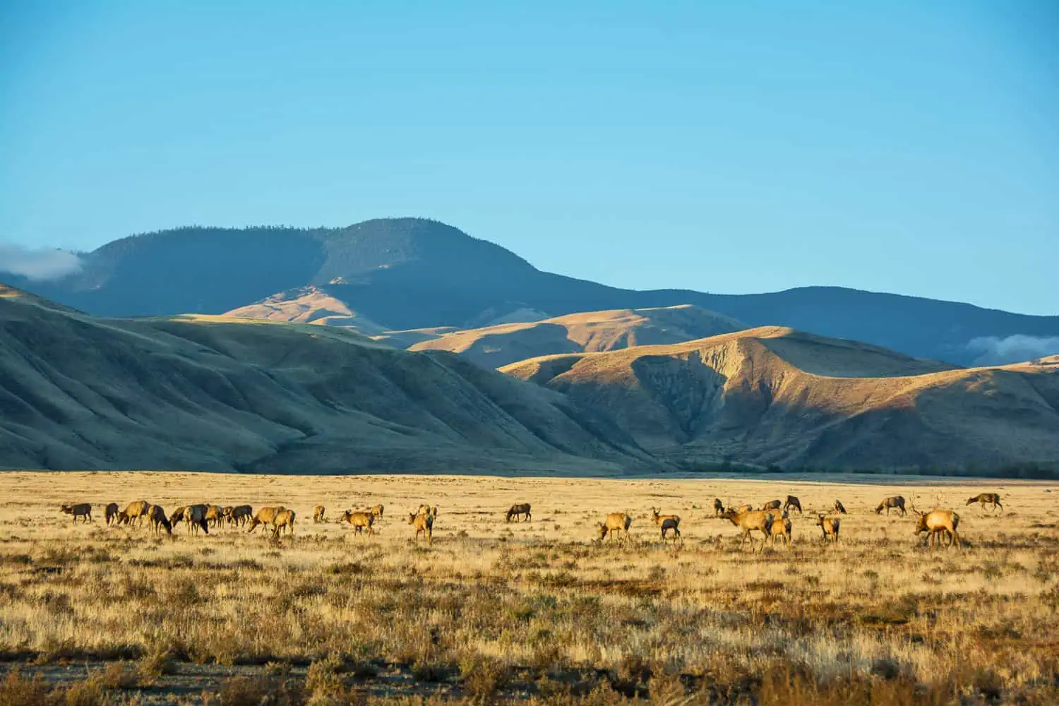 Horses grazing in a vast open field with mountains in the background.