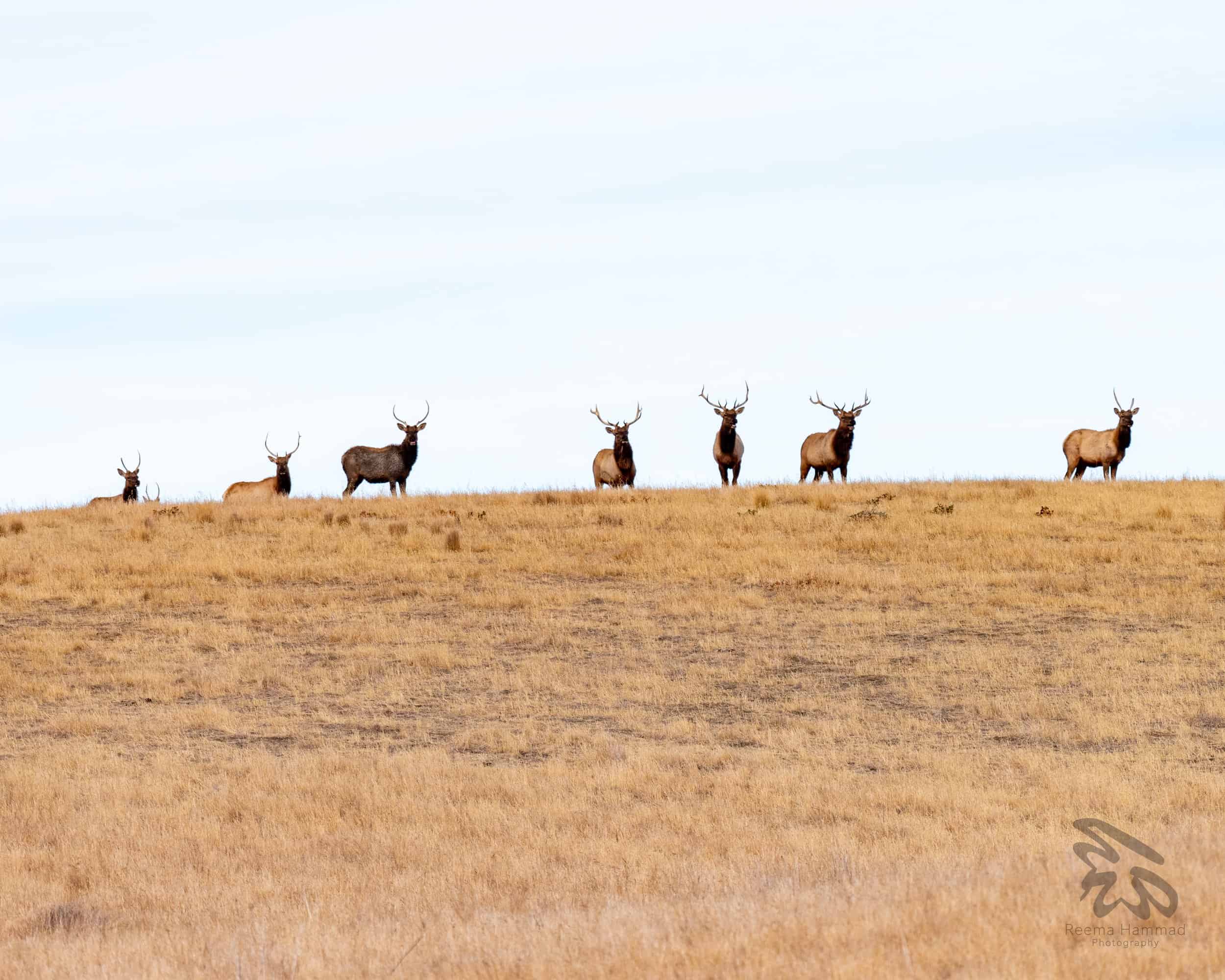 Group of deer with antlers standing on open grassland.
