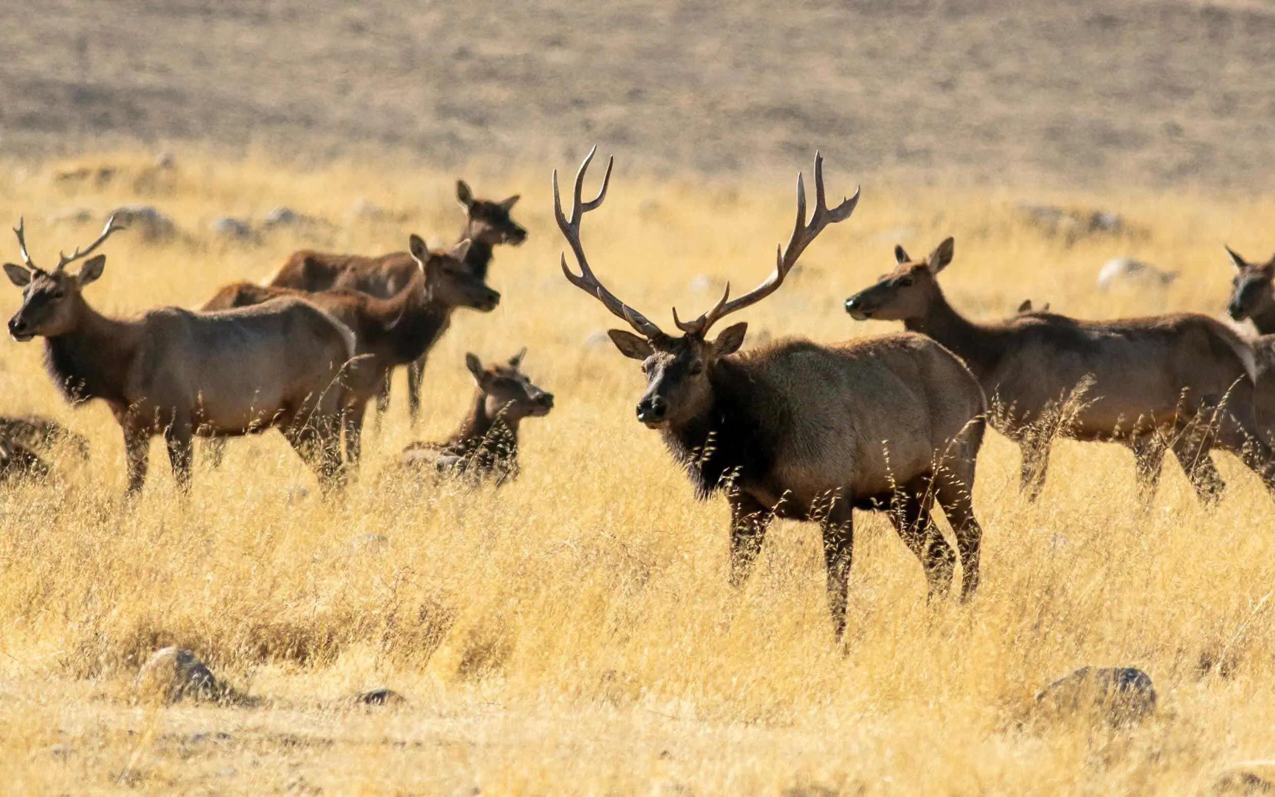 Elk herd in grassland with large stag and calves in natural habitat.