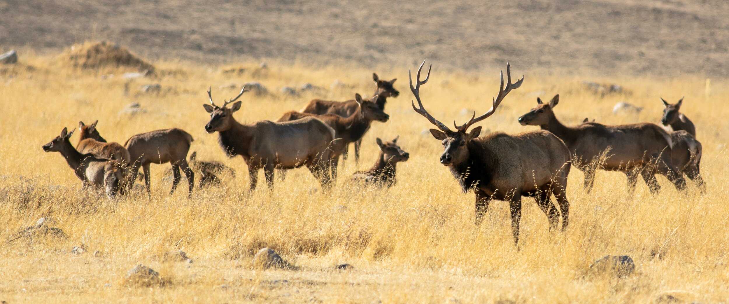  Photo by Gary Peplow, docent for The Wildlands Conservancy. 