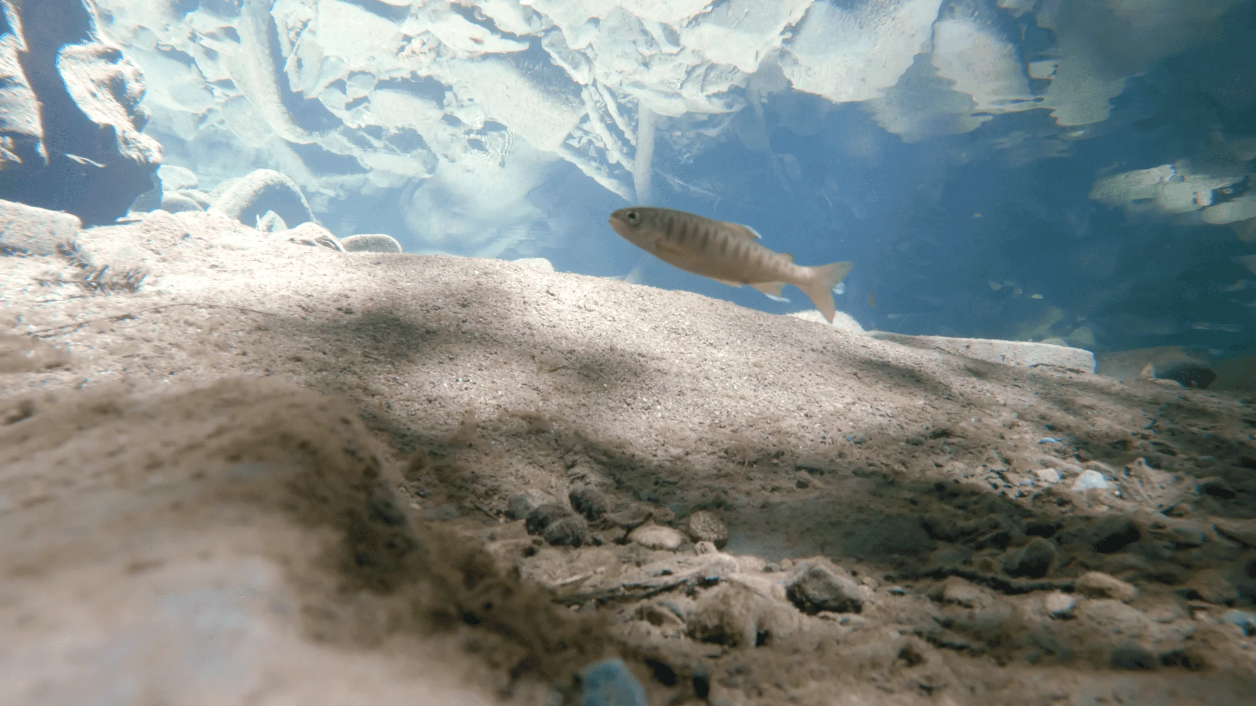   Coho salmon found at Jenner Headlands Preserve  |  photo by Corby Hines  