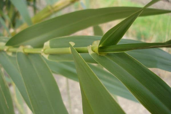 The Wildlands Conservancy – Green Plant Leaves