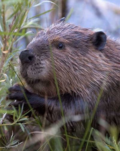 Wildlands Conservancy Nature Wildlife