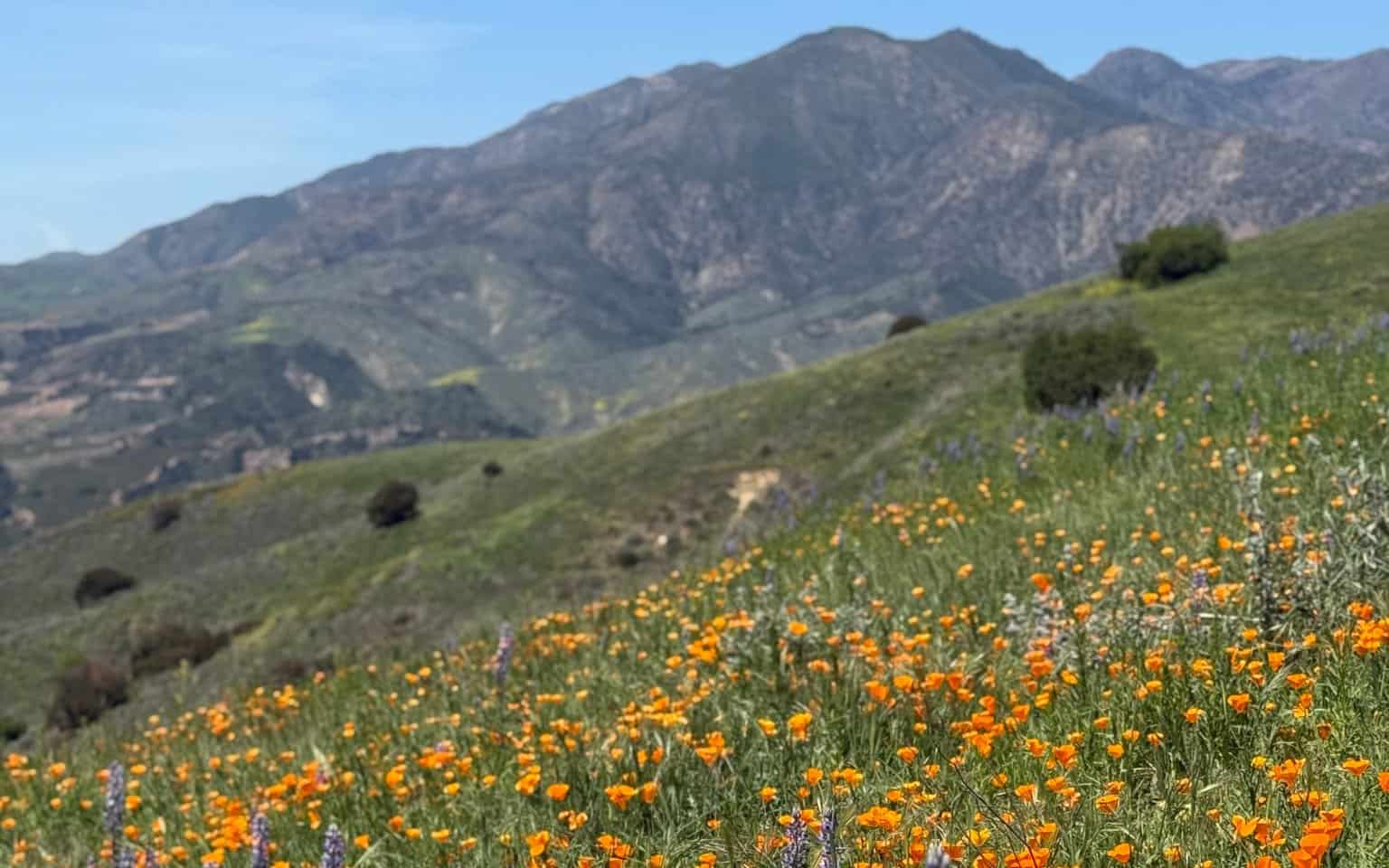   Wildflowers abound in the Sespe foothills. Photo by Devlin Gandy.  