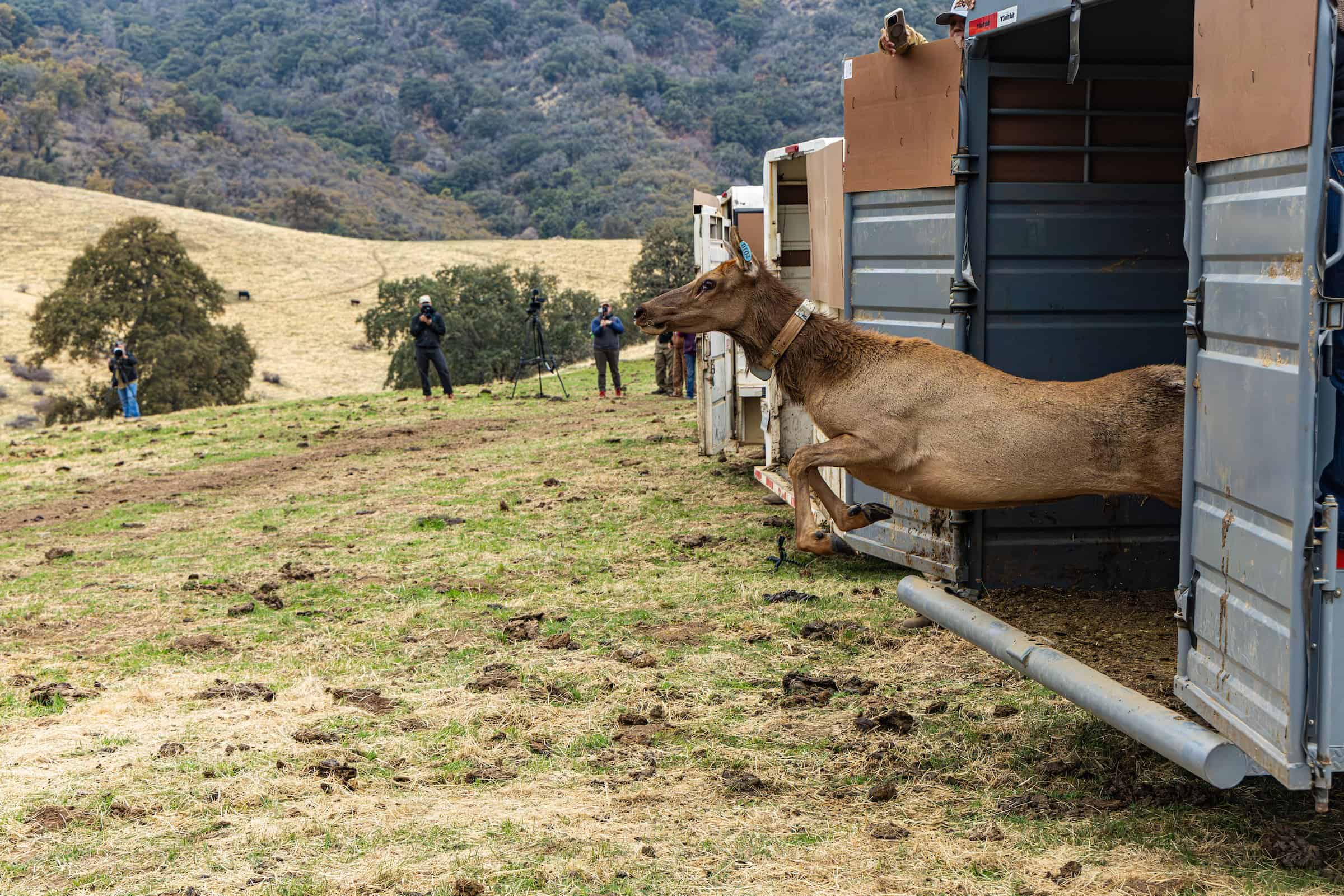 A deer is released from a transport trailer into a natural habitat.