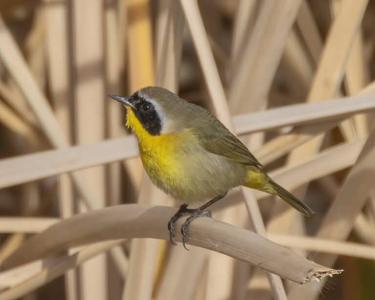 Wildlands Conservancy Bird Photo