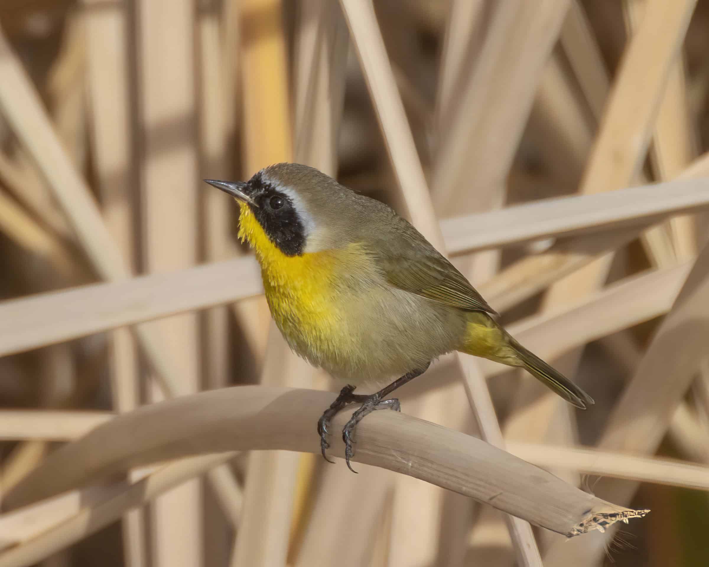   Common Yellowthroat / photo by Stephen Myers  