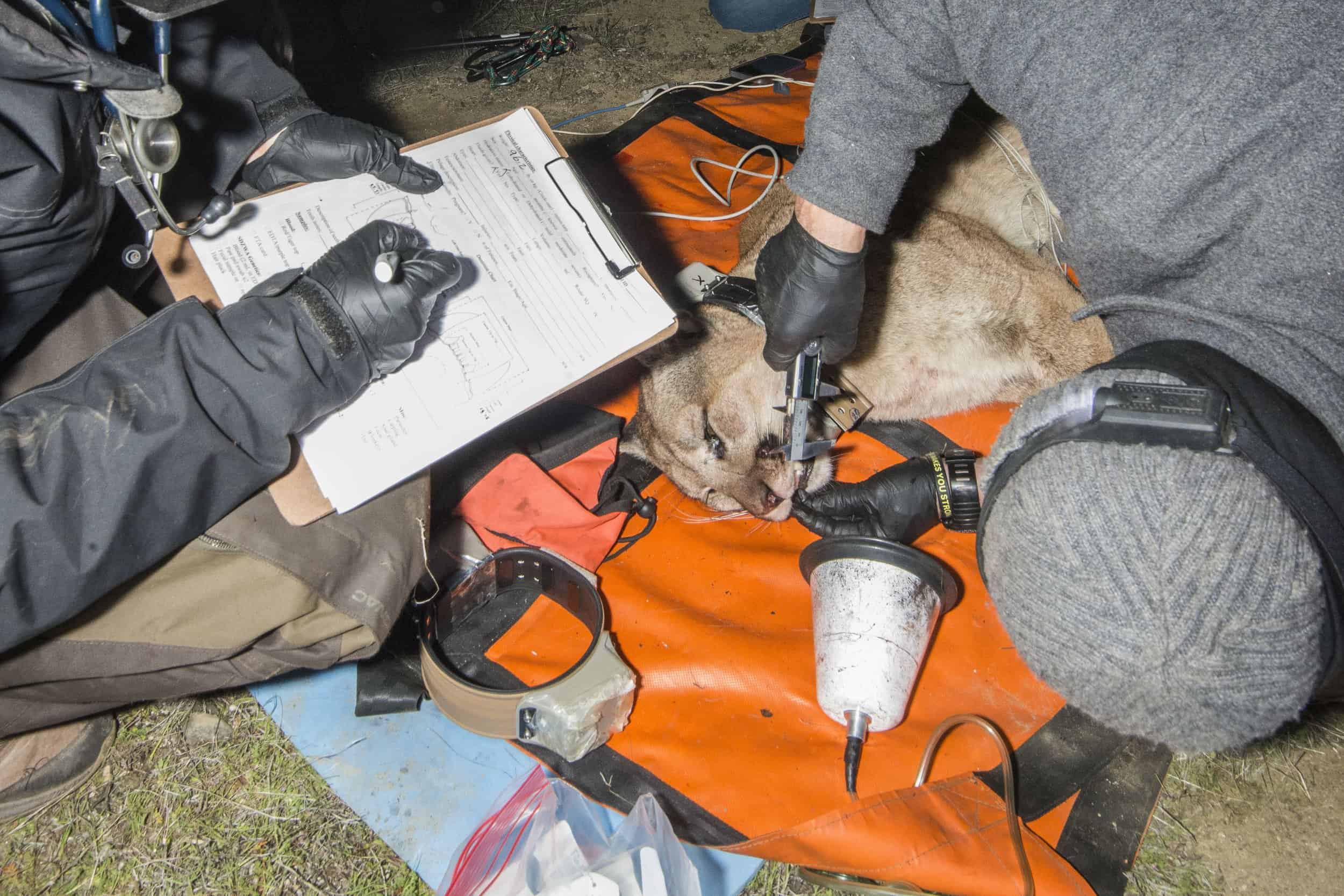   UC Davis team collecting data on a captured mountain lion at Wind Wolves Preserve. Photo courtesy of Dave Clendenen  