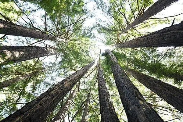 Tall Trees in a Forest