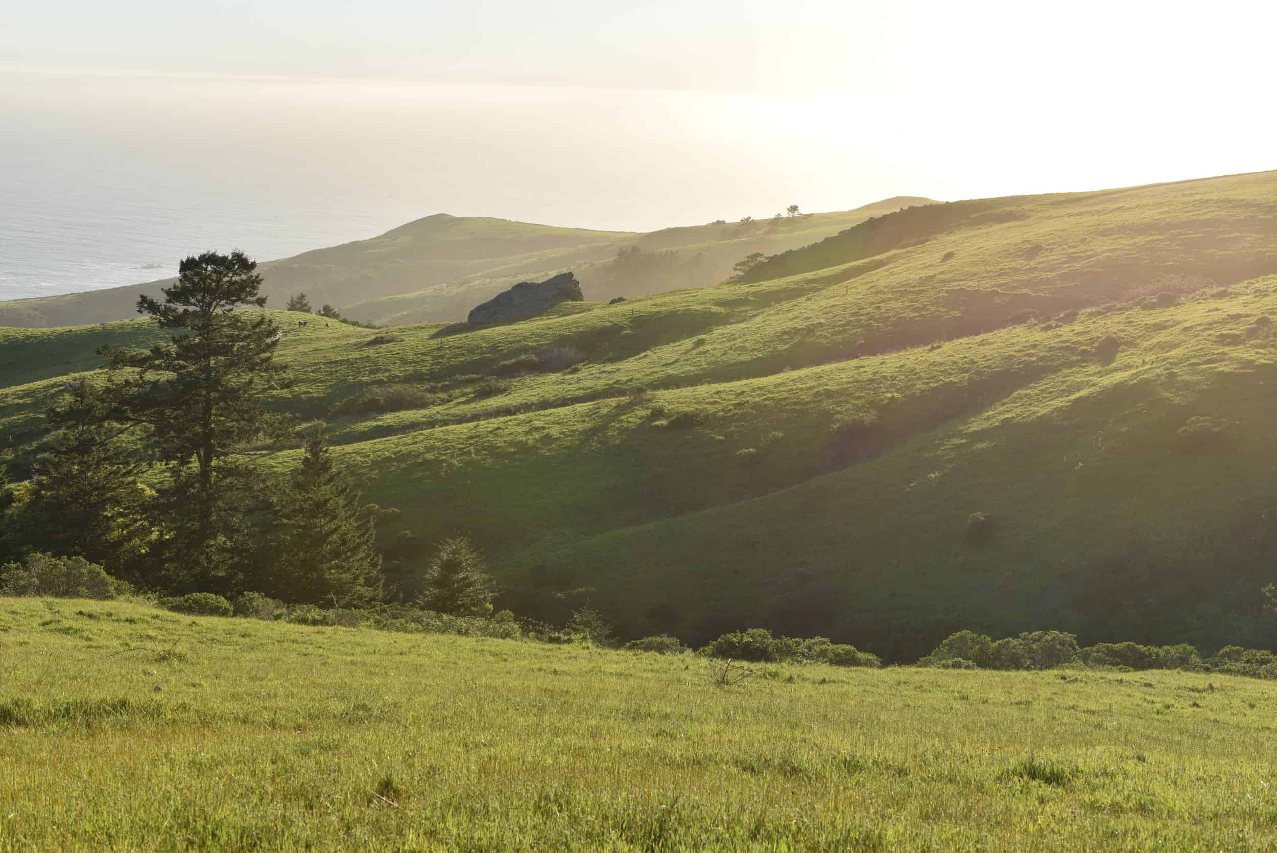 Restoring California’s Native Coastal Prairie Grasslands at Jenner Headlands Preserve