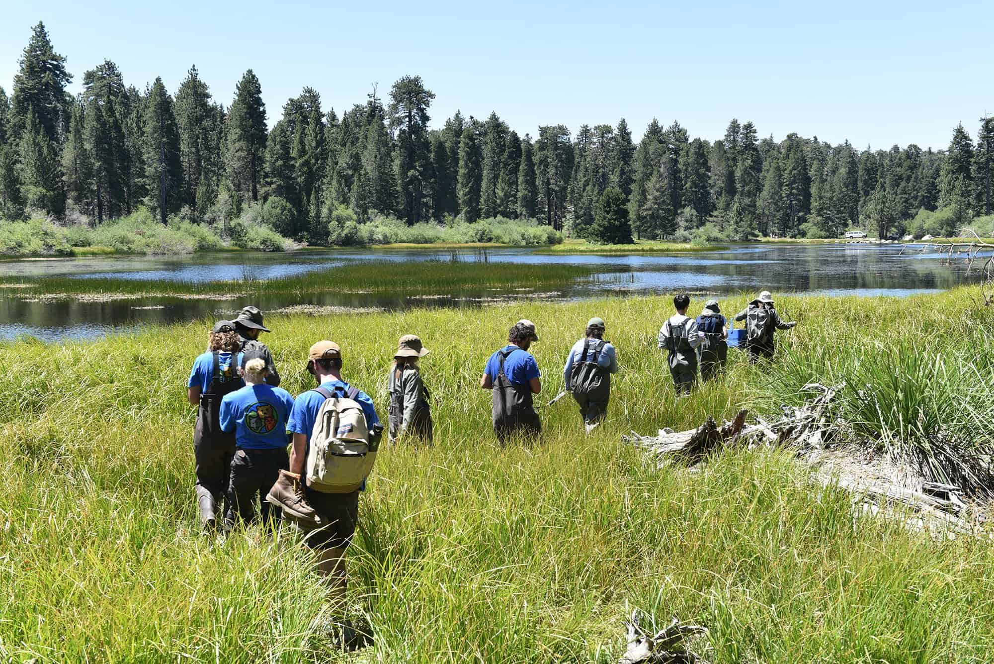   Mountain Yellow-legged Frog release day at Bluff Lake / photo by Elba Mora  