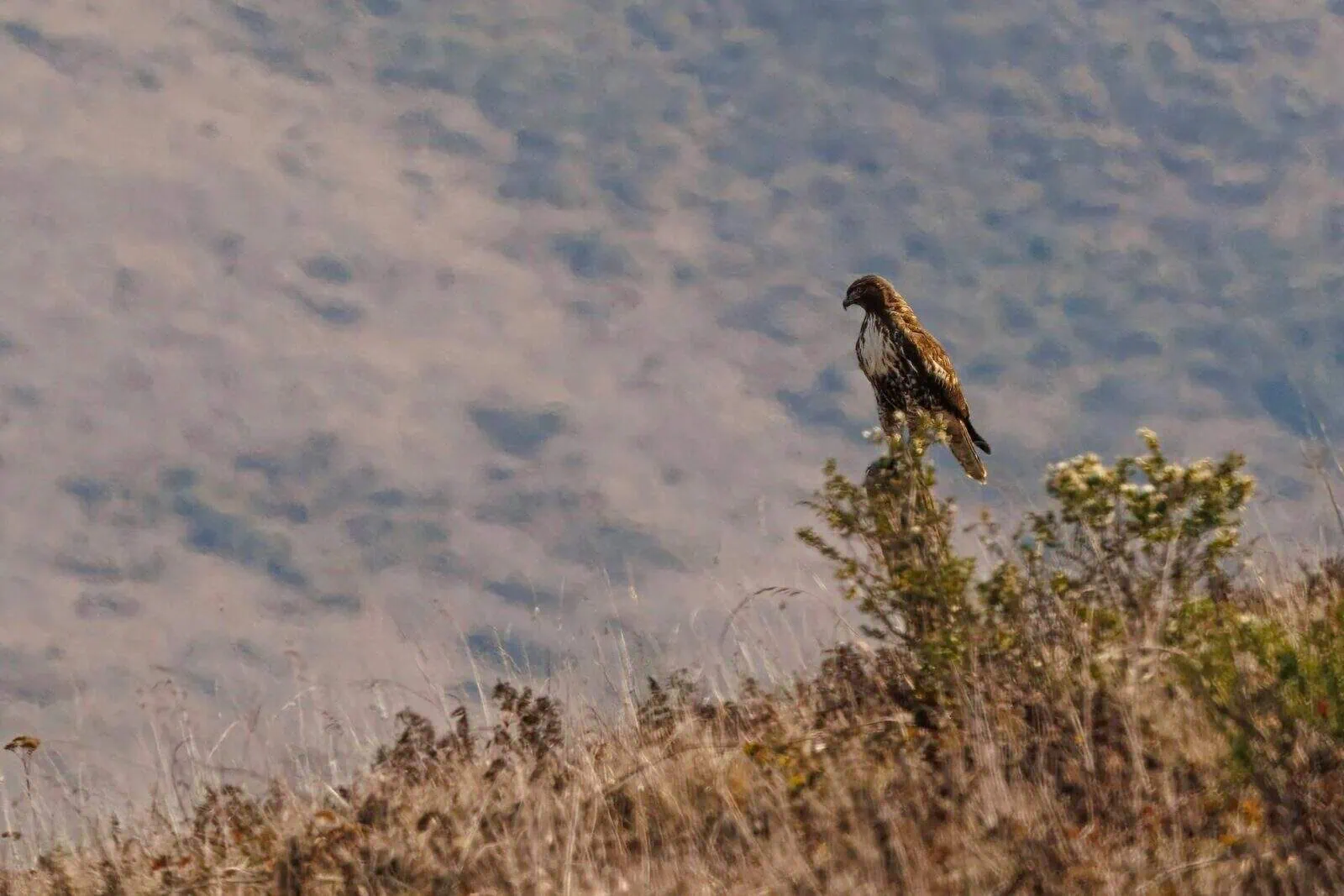 Wildlands Conservancy Bird in Nature