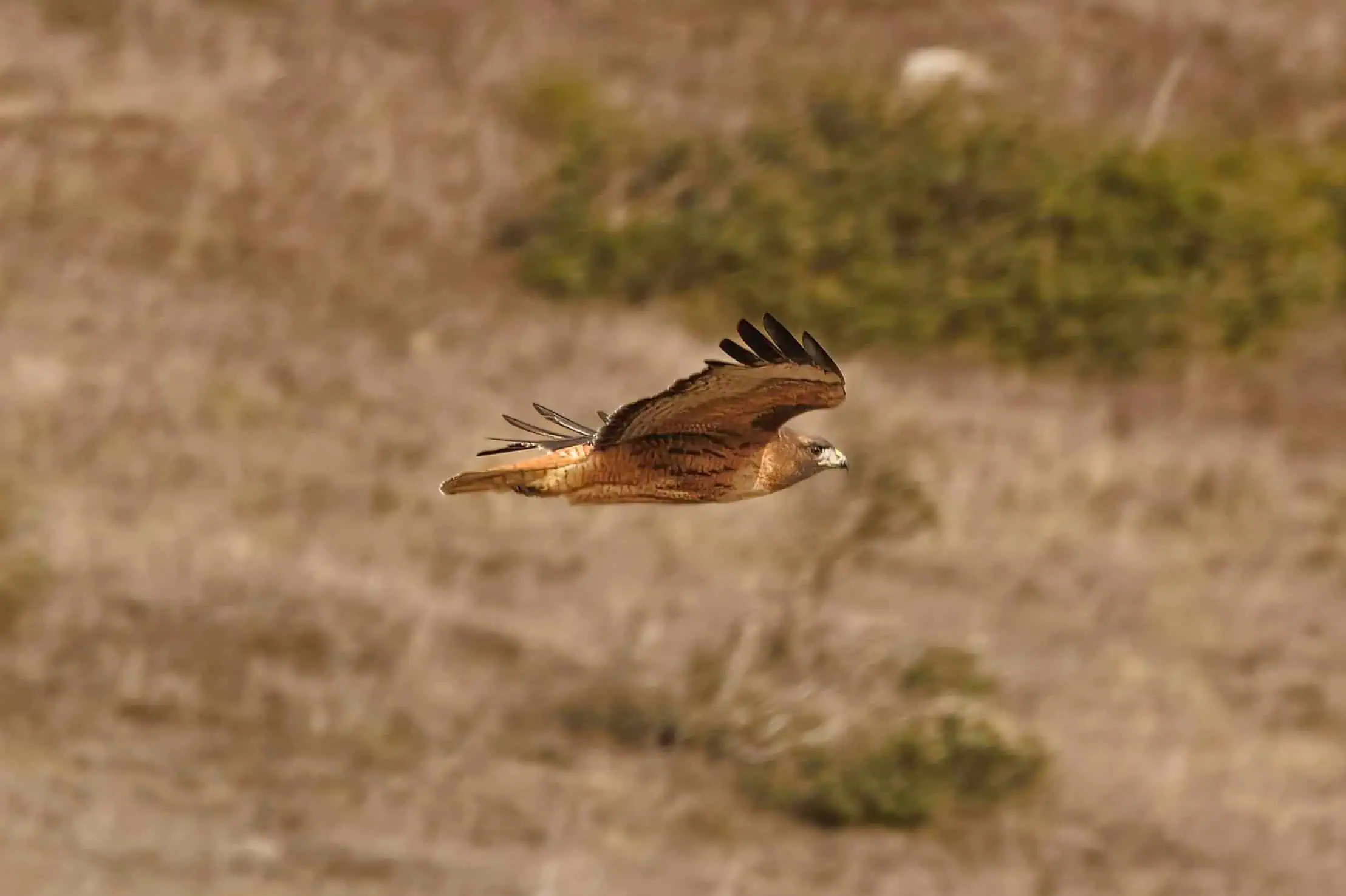 Bird soaring over natural landscape at The Wildlands Conservancy.