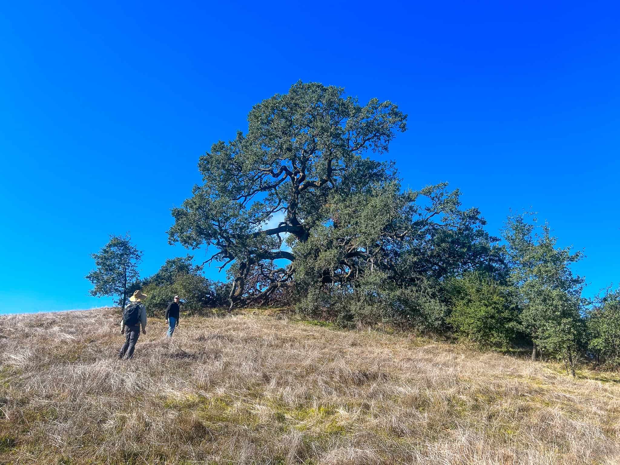 Large oak tree on a hill with two hikers under a clear blue sky.