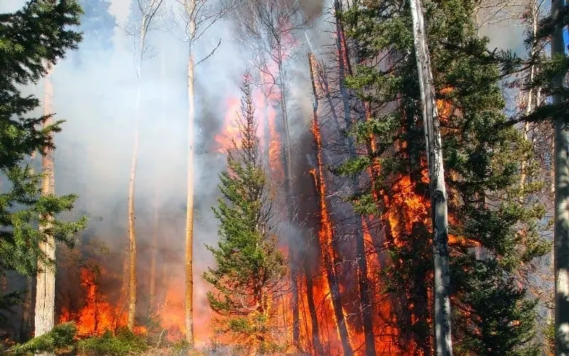 Wildlands Conservancy Forest Fire