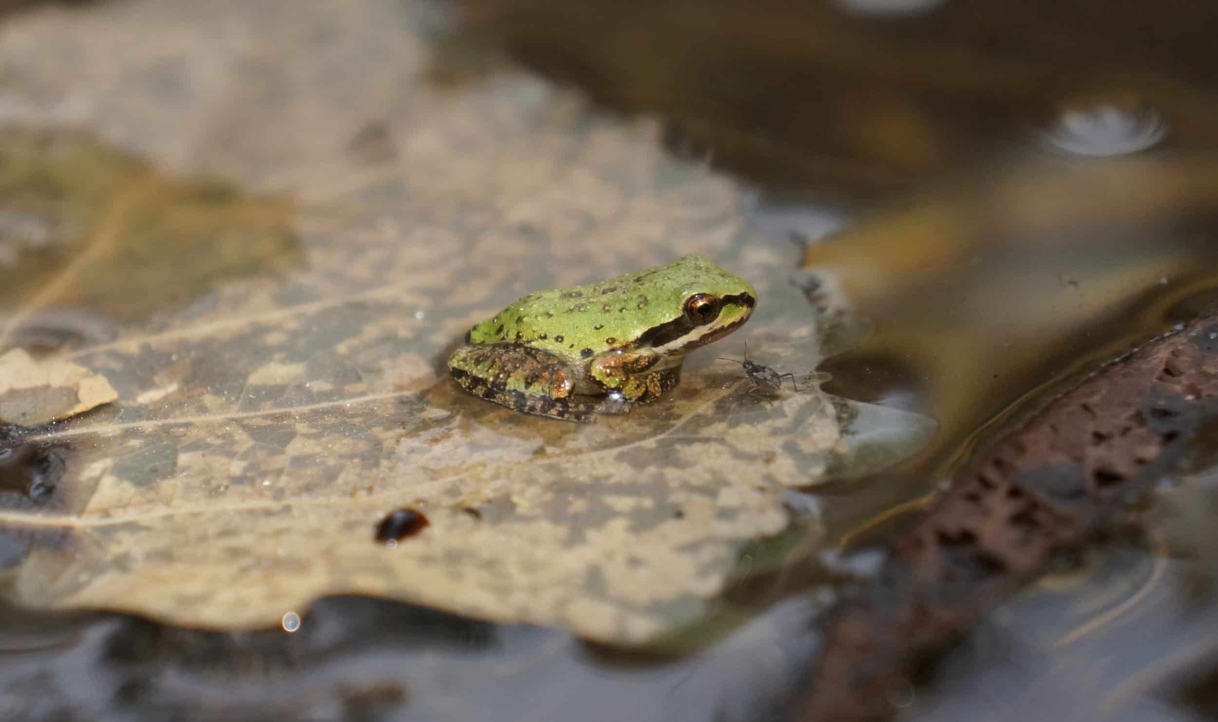 Green frog resting on a leaf in a wetland environment.