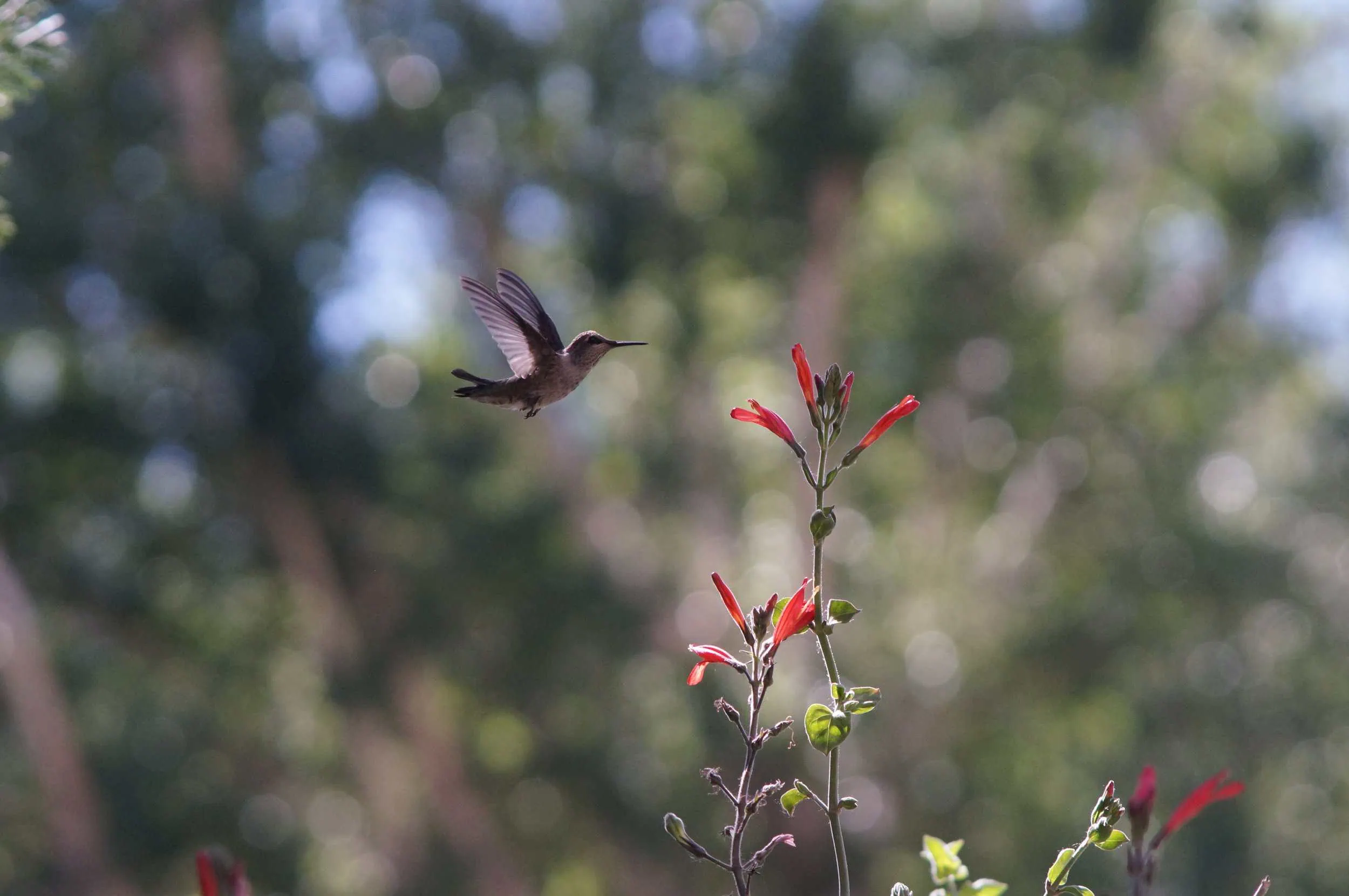 Hummingbird hovering near red flowers in a lush green setting.