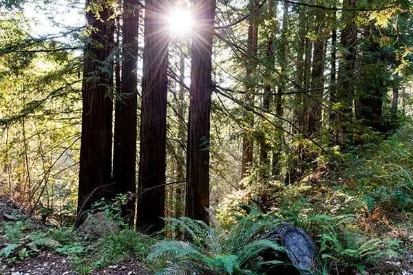 Sunlight filters through tall trees in a lush forest setting.