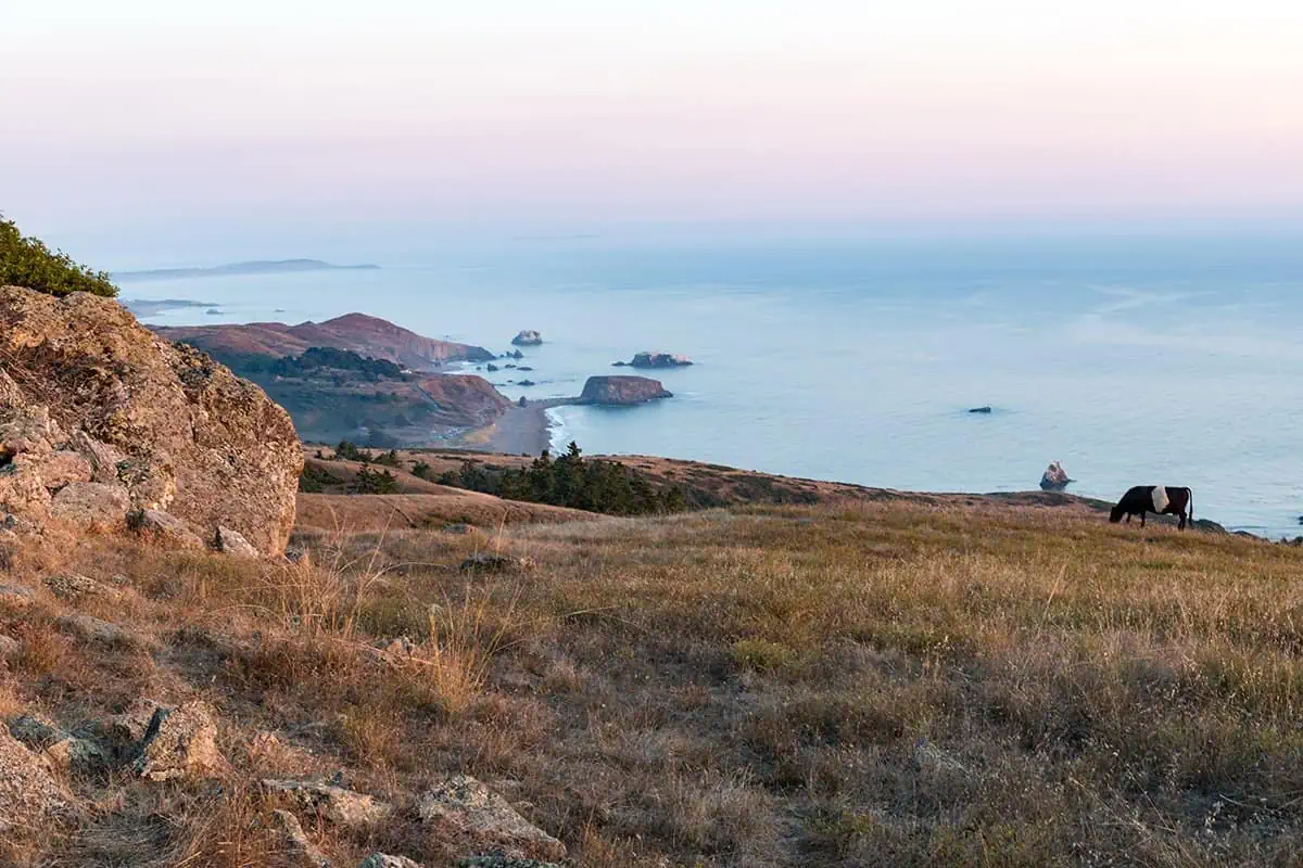 Restoring California’s Native Coastal Prairie Grasslands at Jenner Headlands Preserve