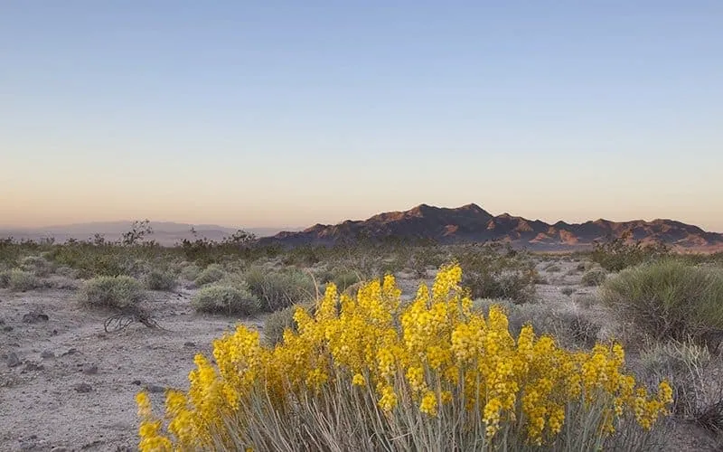 Desert Landscape with Yellow Wildflowers