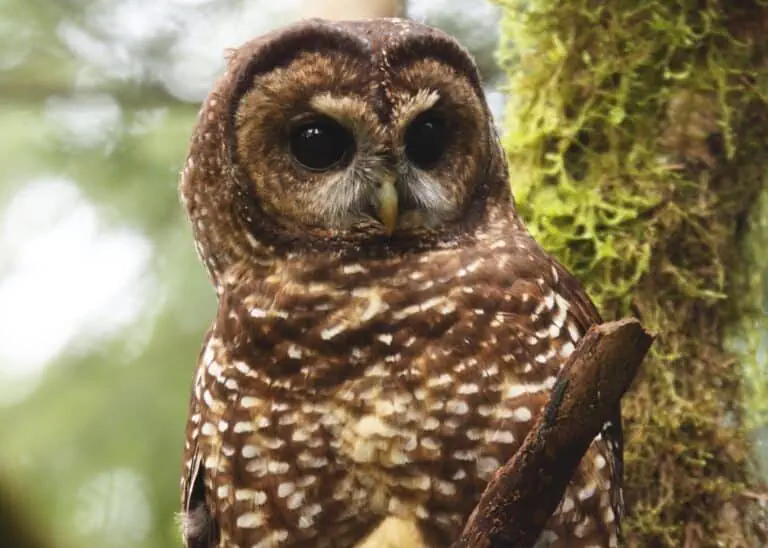 Barn Owl in Natural Habitat