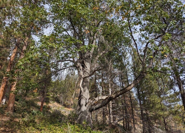 Ancient Tree in Wildlands Conservancy Forest