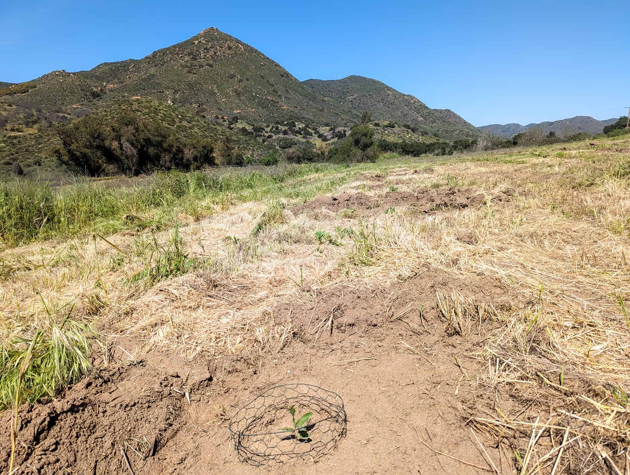 Young plant protected with wire cage in natural landscape.