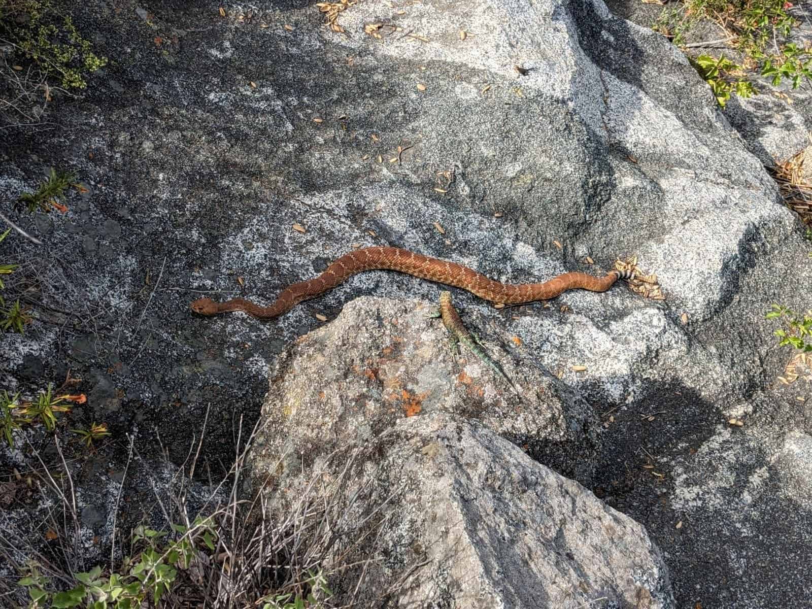   Red rattlesnake at Santa Margarita River Trail Preserve / photo by Ryan Orr  