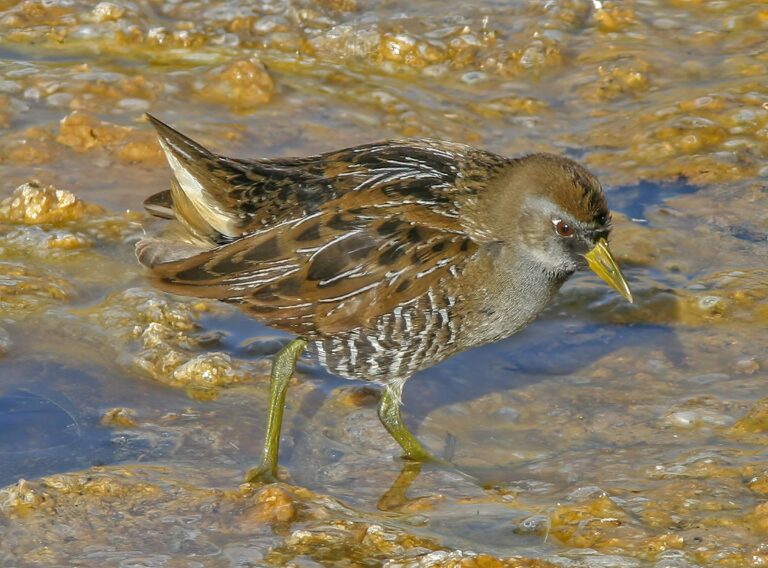 American Waterthrush in Wetland Habitat