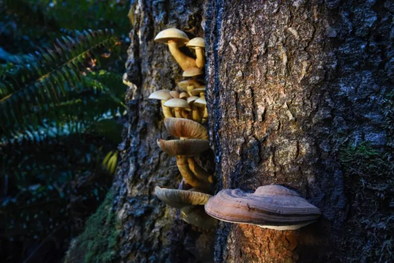 Fungi growing on the side of a tree in a forest setting.