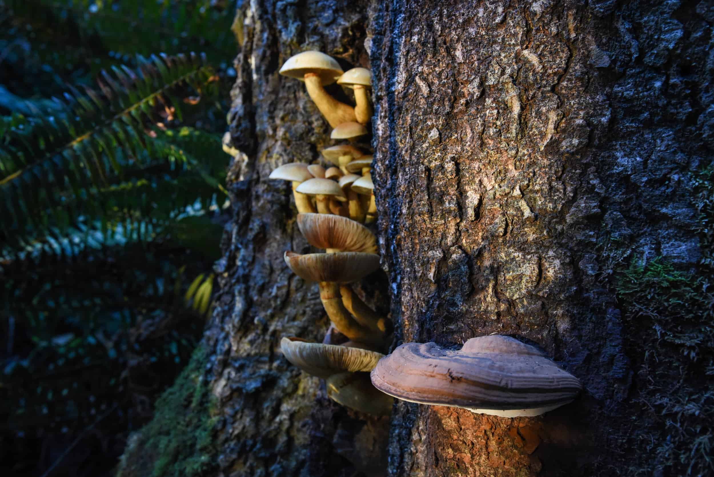 Fungi growing on the side of a tree in a forest setting.
