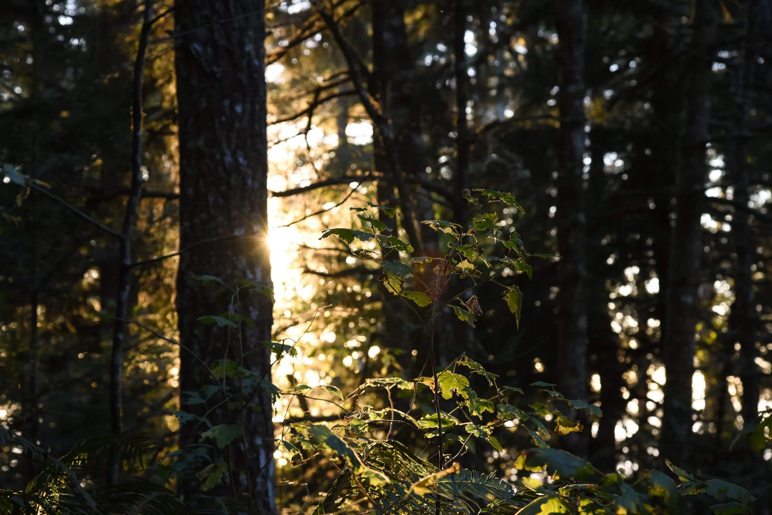 Sunlight filtering through dense forest trees at dawn.