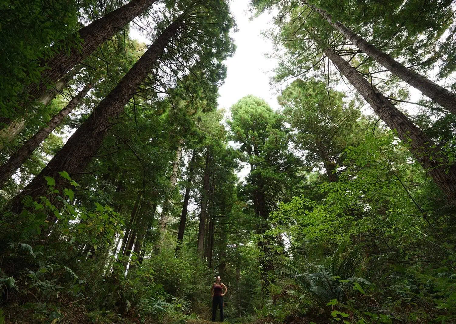 Person standing among tall trees in a lush forest landscape.