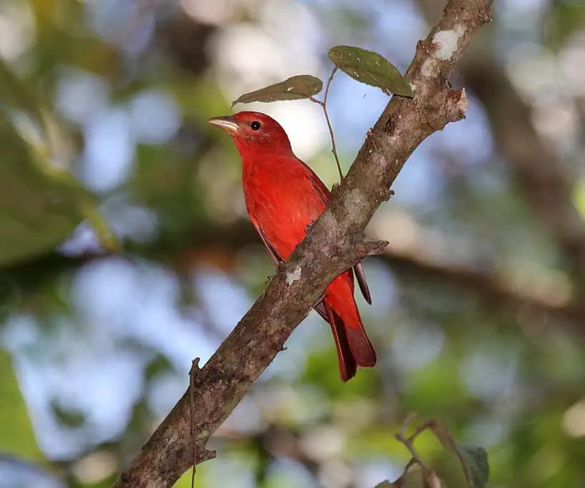 Scarlet Tanager in Forest Canopy