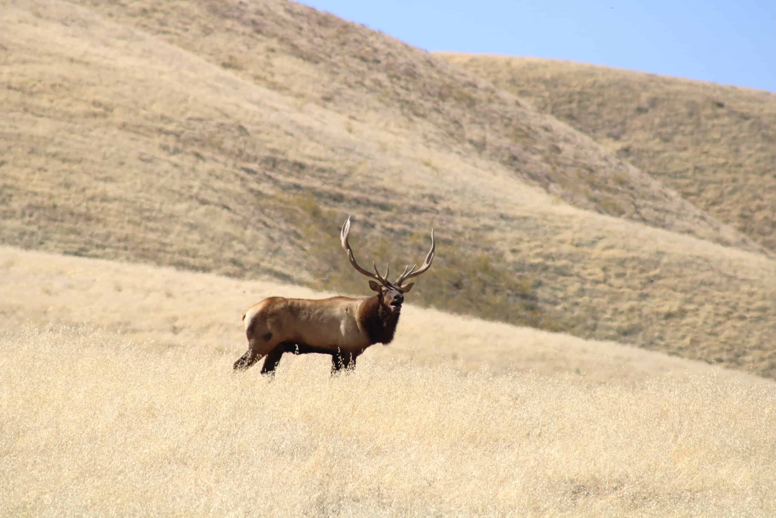 Tule Elk