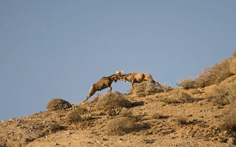   Bighorn Sheep at Whitewater Preserve / photo by Jack Thompson  