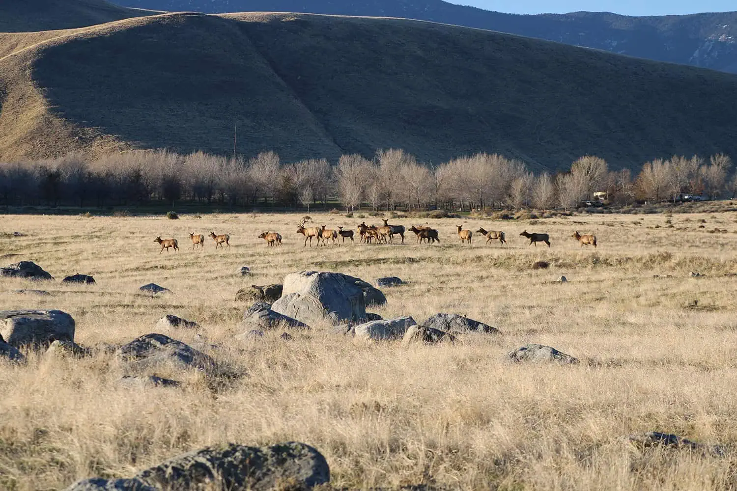 Horses grazing in a vast open field with mountains in the background.