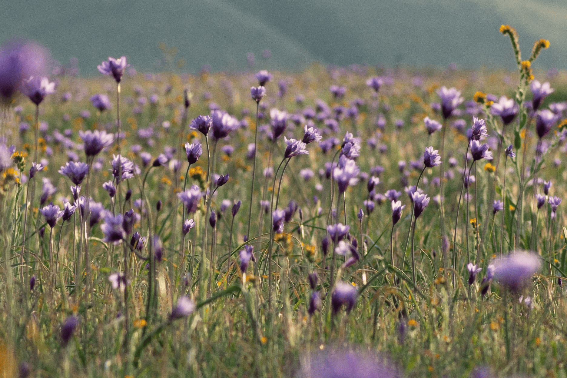Vast field of purple wildflowers with mountains in the background.