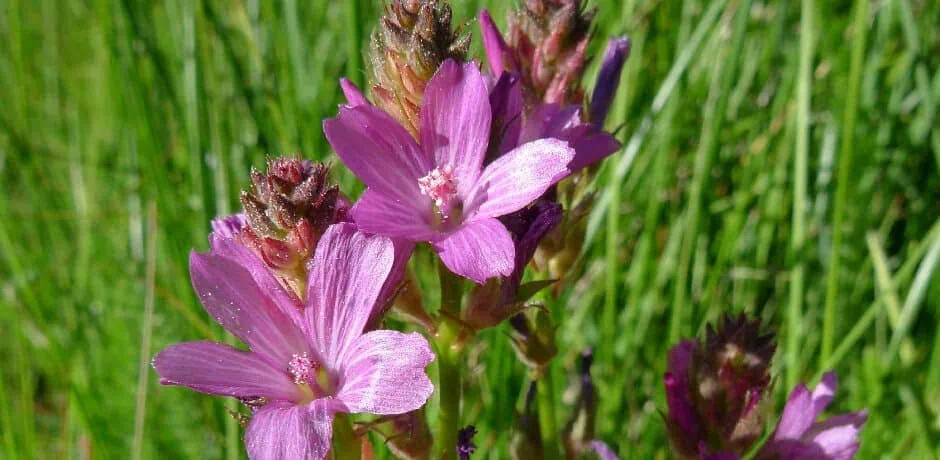 Close-up of vibrant purple wildflowers in a natural setting.