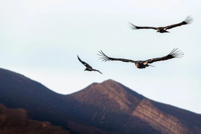 Majestic Birds Flying Over Mountain Landscape
