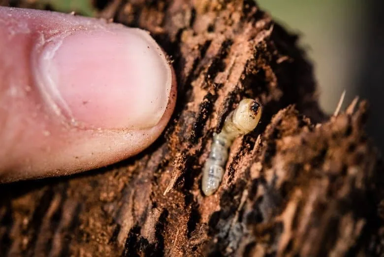   GSOB grub burrowed in oak |  Photo by The Wildlands Conservancy Staff  