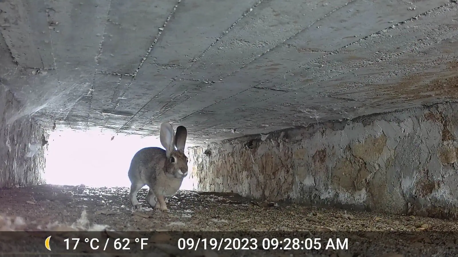 Breaking Down Barriers: How the Santa Margarita River Trail Preserve Protects Wildlife