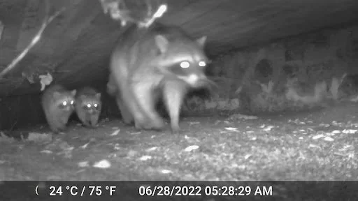 Breaking Down Barriers: How the Santa Margarita River Trail Preserve Protects Wildlife