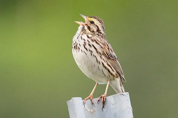 Savannah sparrow / photo by Wikimedia Commons